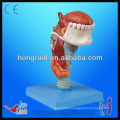 ISO high quality medical model life size Larynx Model anatomy model with tongue and teeth larynx model